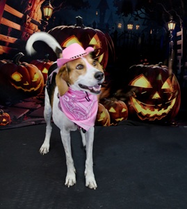 Pink Cowboy